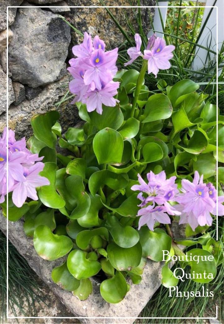 شقة Boutique Quinta Physalis Fenais da Luz المظهر الخارجي الصورة