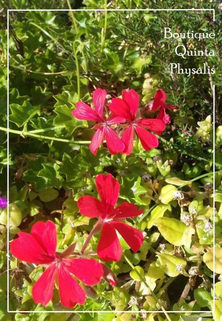 شقة Boutique Quinta Physalis Fenais da Luz المظهر الخارجي الصورة